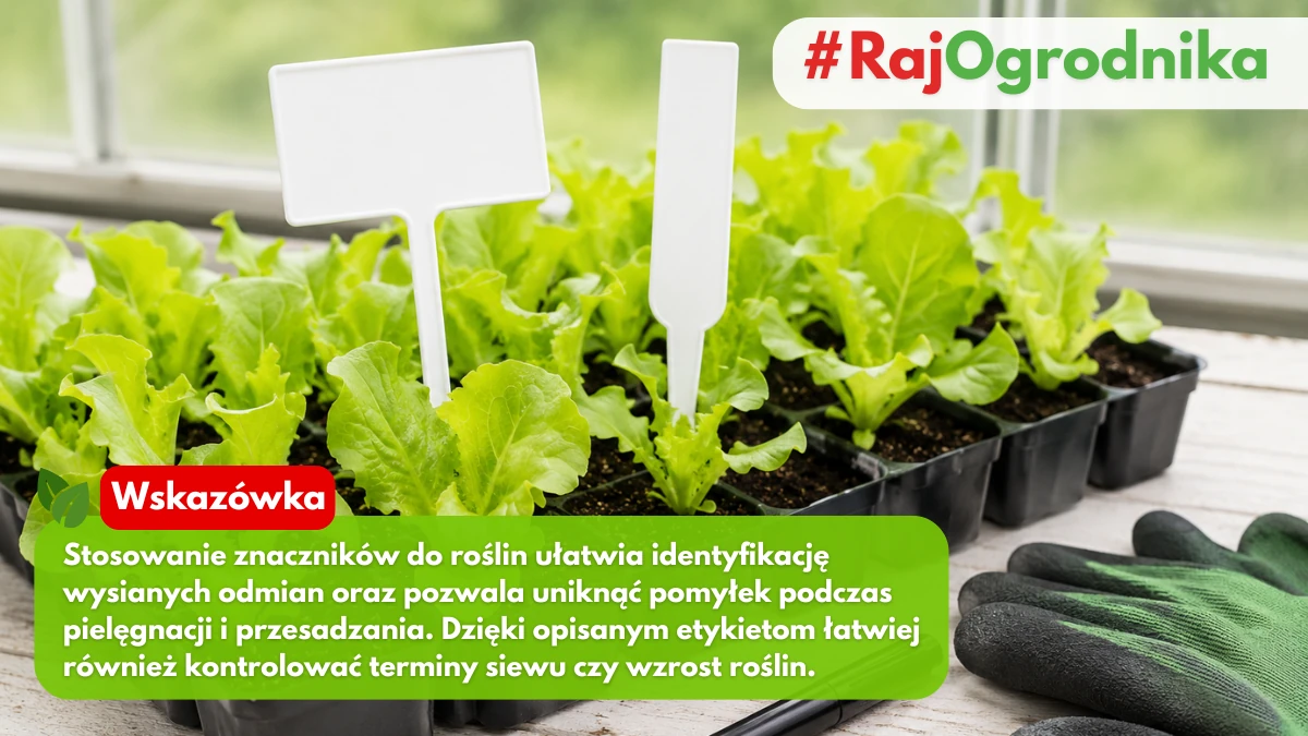 Czemu warto stosować znaczniki do roślin blog sklep rajogrodnika